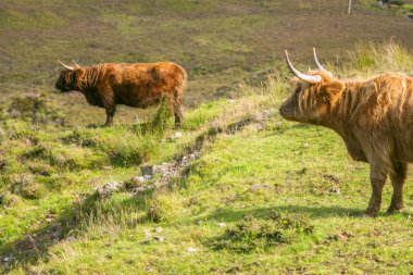 İskoçya 'nın Gökyüzü Adası' ndaki yeşil bir yaz tarlasında otlayan öküz ineği.