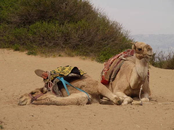 Two camels on the sand