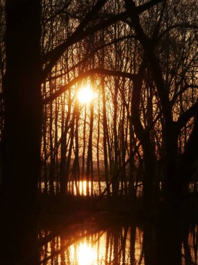 Gün batımında, ağaçların arka planında. Göldeki doğanın yansıması. Elmas Gölü Kiev, Ukrayna.