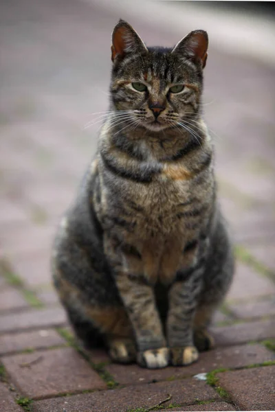Şişko kedi bana bakıyor.