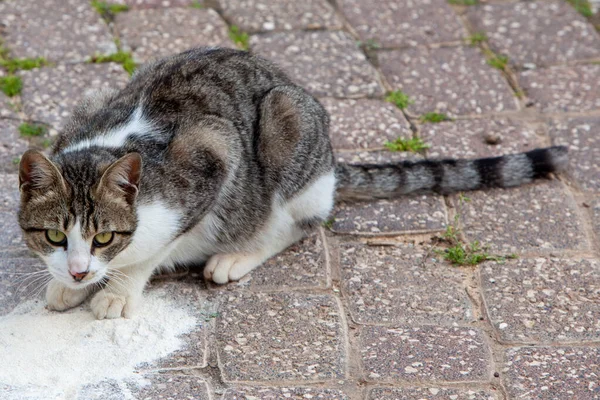Kokainli kedi.