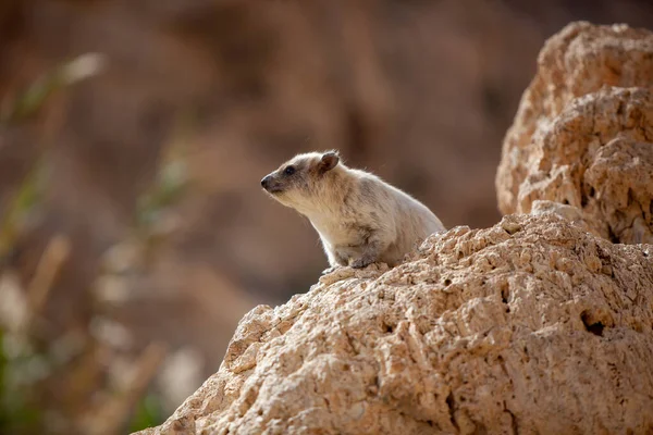 Çöldeki büyük hamster. 