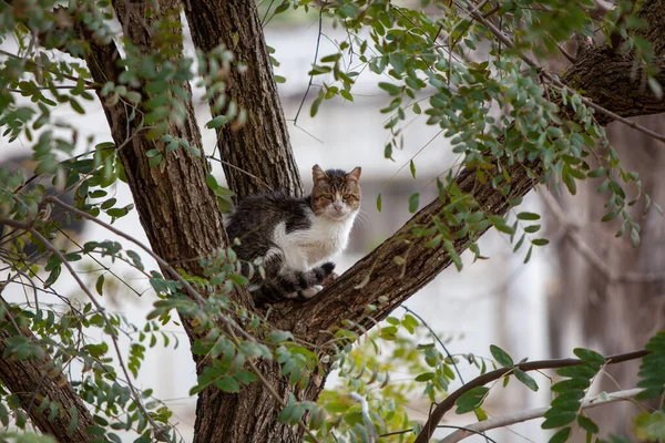 Ağaçtaki kedi