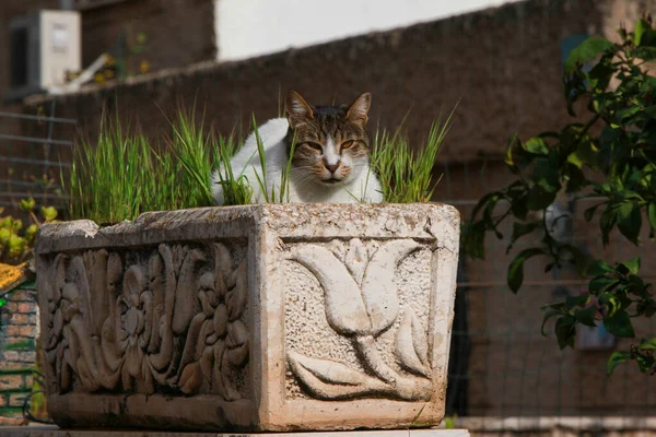 Yataktaki kedi