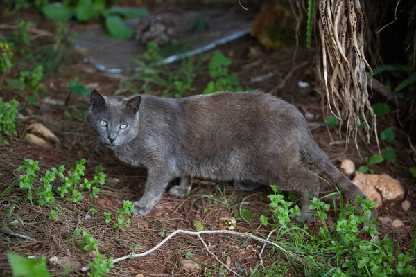 Ormandaki kedi
