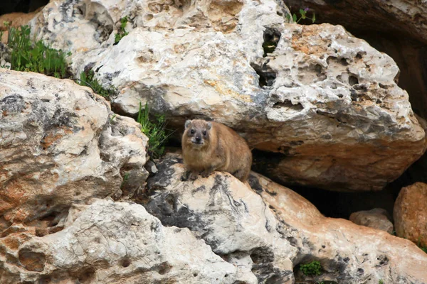 Çok şişman hamster (Daman)