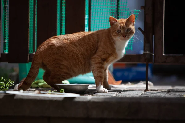 Kapıdaki kedi