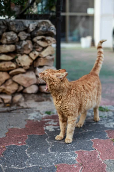 Gato Vermelho Rua — Fotografia de Stock