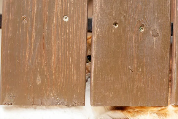 Kedi çitin arkasında.