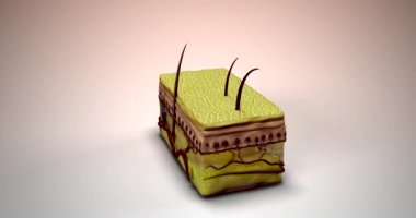 Skin Anatomy 4K Animation, This animation shows a cross-section of the skin in which you can see the various layers and elements such as a hair follicle, blood supply, etc