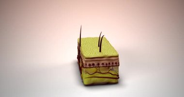 Skin Anatomy 4K Animation, Different layers of skin, Epidermis, Hair follicles
