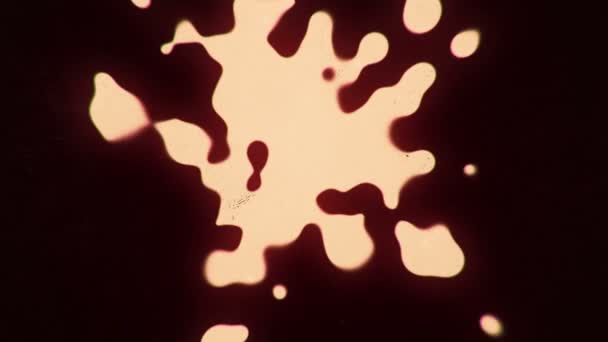 Абстрактний Фон Морфологічними Колами Плоскому Стилі Барвистому Тлі Анімація Безшовної — стокове відео