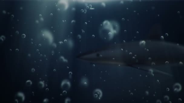3D animációs felvétel cápáról víz alatt, zökkenőmentes hurk