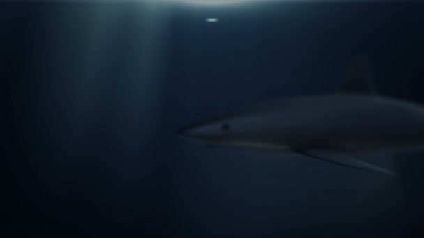 サメの水中での3Dアニメーション映像 シームレスループ — ストック動画