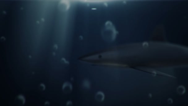 Animációs Felvétel Cápáról Víz Alatt Zökkenőmentes Hurk — Stock videók