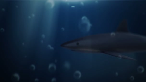 Animációs Felvétel Cápáról Víz Alatt Zökkenőmentes Hurk — Stock videók