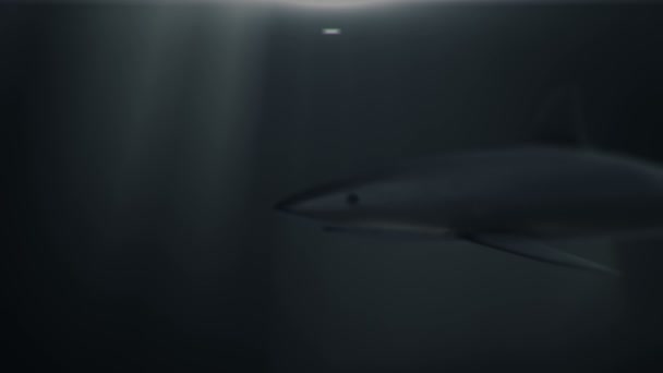 Altındaki Köpekbalığının Boyutlu Animasyon Görüntüleri Kusursuz Döngü — Stok video