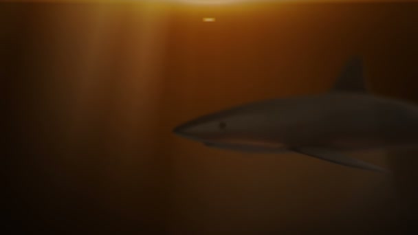 Трехмерные Анимационные Кадры Подводной Акулы Бесшовный Цикл — стоковое видео