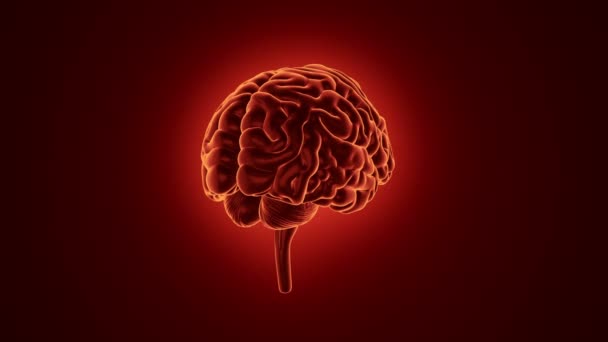 Animación Rotación Del Cerebro Humano Sobre Fondo Rojo Ciencia Concepto — Vídeo de stock