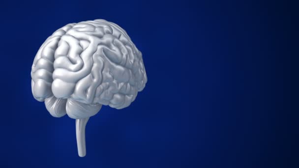 Animación Rotación Del Cerebro Humano Sobre Fondo Azul Ciencia Concepto — Vídeo de stock