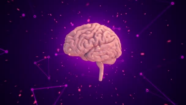 紫色の背景に飛行データを持つ回転ピンクの人間の脳のアニメーション シームレスループのアニメーション — ストック動画