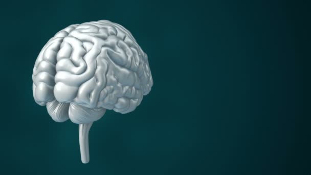 Animación Rotación Cerebro Humano Ciencia Tecnología Social Concepto Animación Bucle — Vídeo de stock