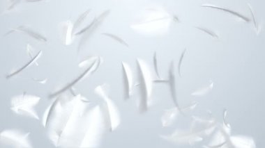 Düşen tüyün 3 boyutlu animasyon görüntüleri. Kusursuz döngünün animasyonu.