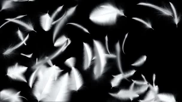 3D动画镜头 羽毛脱落 无缝循环动画 — 图库视频影像