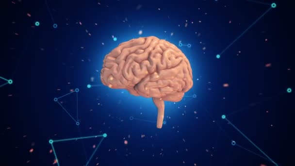 Animación Rotación Del Cerebro Humano Con Datos Vuelo Alrededor Fondo — Vídeo de stock