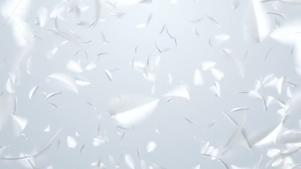 Animation Footage Falling Feather Animation Seamless Loop — 비디오