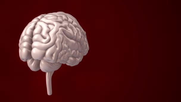 Animación Rotación Del Cerebro Humano Con Datos Vuelo Alrededor Fondo — Vídeo de stock