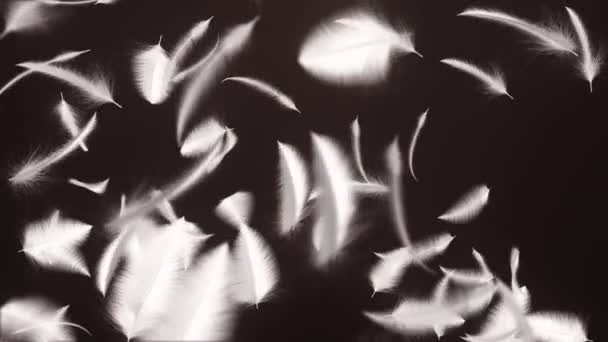 3D动画镜头 羽毛脱落 无缝循环动画 — 图库视频影像
