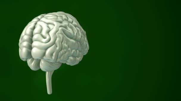 背景に飛行データを持つ回転人間の脳のアニメーション シームレスループのアニメーション — ストック動画