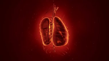 Dönüşümlü gerçekçi insan akciğerleri animasyonuyla soyut bir arka plan. Ciğerlerinde parlayan nöronlar olan fon. Kusursuz döngünün animasyonu