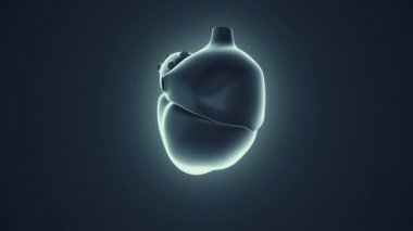 insan kalbinin dönüşünün animasyonu. Sağlık hizmeti kavramı. Kusursuz döngünün animasyonu
