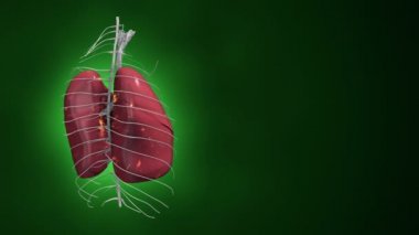 Dönüşümlü gerçekçi insan akciğerleri animasyonuyla soyut bir arka plan. Ciğerlerinde parlayan nöronlar olan fon. Kusursuz döngünün animasyonu