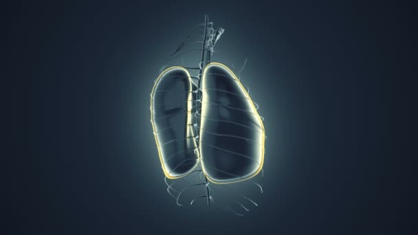 回転現実の人間の肺のアニメーションと抽象的な背景 肺の中に光るニューロンがある シームレスループのアニメーション — ストック動画