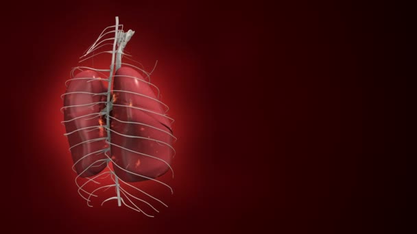 Fondo Abstracto Con Animación Rotación Realista Humano Pulmones Fondo Con — Vídeo de stock