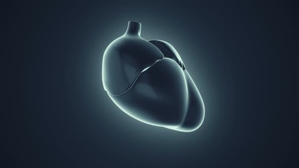 Κινούμενα Σχέδια Της Περιστροφής Της Ανθρώπινης Καρδιάς Έννοια Της Υγειονομικής — Αρχείο Βίντεο