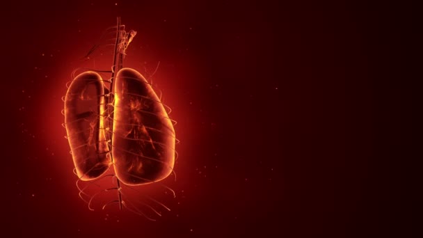 Dönüşümlü Gerçekçi Insan Akciğerleri Animasyonuyla Soyut Bir Arka Plan Ciğerlerinde — Stok video