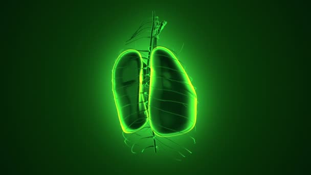 Fundo Abstrato Com Animação Rotação Realista Human Lungs Antecedentes Com — Vídeo de Stock