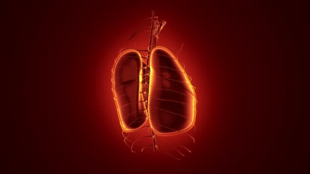 Fundo Abstrato Com Animação Rotação Realista Human Lungs Antecedentes Com — Vídeo de Stock