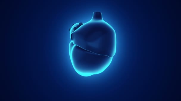 Κίνηση Της Περιστροφής Της Ανθρώπινης Καρδιάς Νευρικές Παρορμήσεις Έννοια Της — Αρχείο Βίντεο