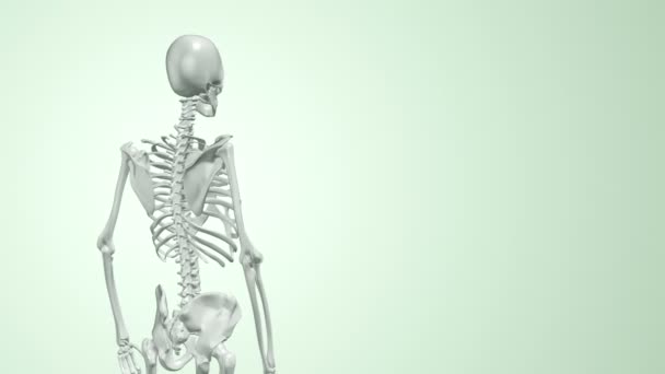 Abstracte Achtergrond Met Animatie Van Rotatie Realistisch Menselijk Skelet Met — Stockvideo
