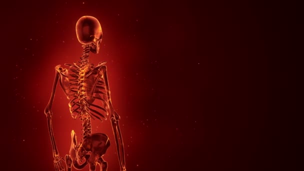 Абстрактний Фон Анімацією Обертання Реалістичного Людського Скелета Світяться Нейрони Всередині — стокове відео