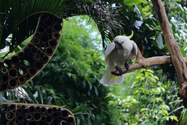 beautiful parrots in the forest