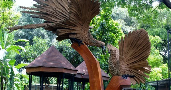 Peacock Amis Dans Forêt Indonésie — Photo