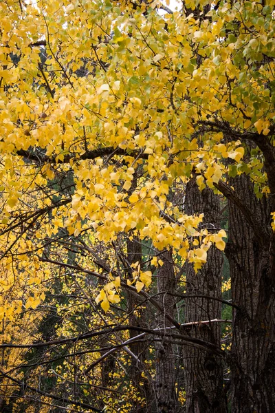 Row Trees Forest Autumn — 스톡 사진