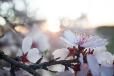 Badem gün batımında açar.