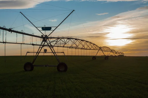 Irrigation pivot on the wheat field at spring sunset